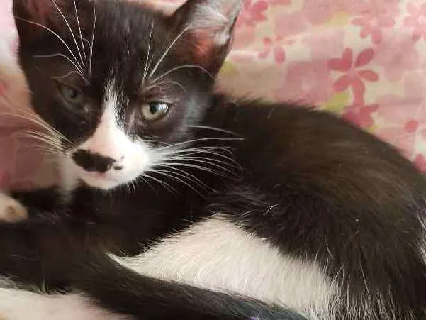 Gato ra a Srd idade 2 a 6 meses nome Sem nome 