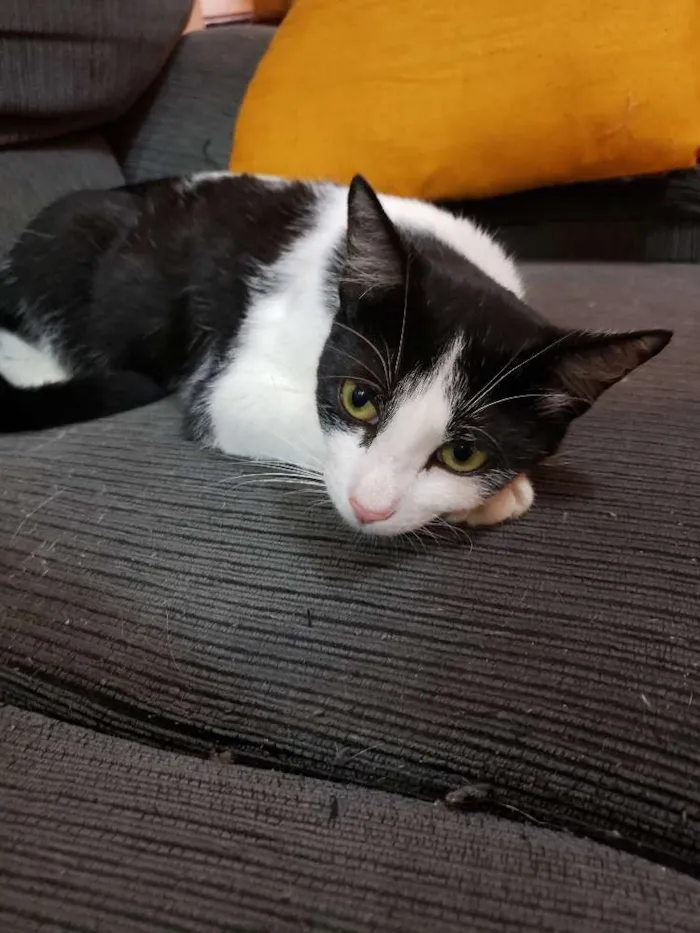 Gato ra a Srd idade 2 a 6 meses nome Lisa