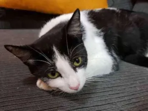 Gato raça Srd idade 2 a 6 meses nome Lisa