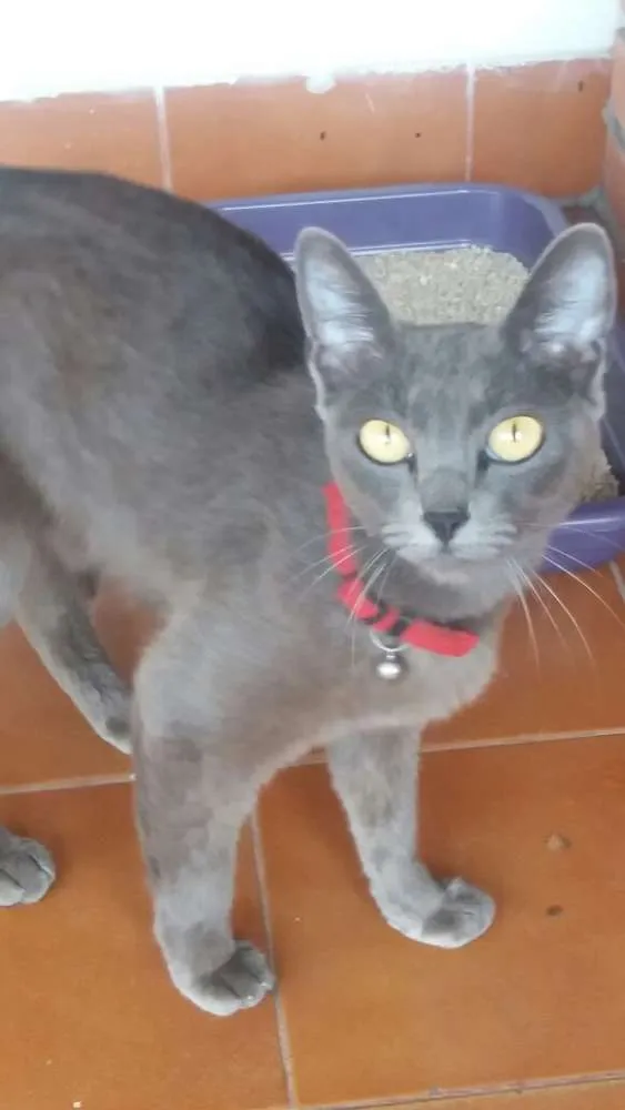 Gato ra a Srd idade 1 ano nome Safira
