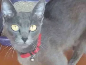 Gato raça Srd idade 1 ano nome Safira