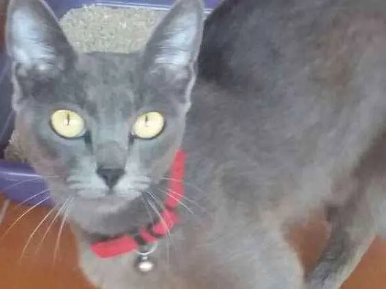 Gato ra a Srd idade 1 ano nome Safira