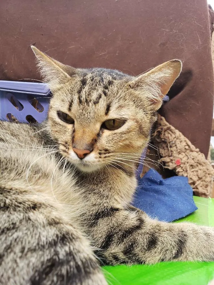 Gato ra a Srd idade 1 ano nome MAIRA
