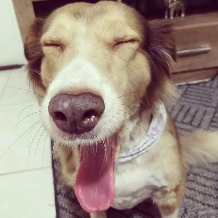 Cachorro ra a SRD idade 4 anos nome Angel