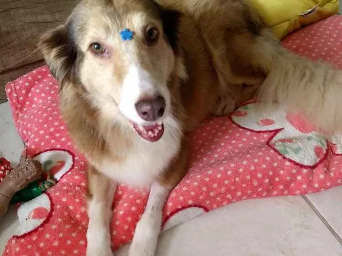 Cachorro ra a SRD idade 4 anos nome Angel