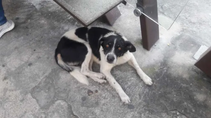 Cachorro ra a SRD idade 2 anos nome sem nome