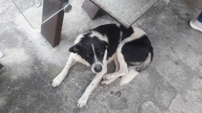 Cachorro ra a SRD idade 2 anos nome sem nome
