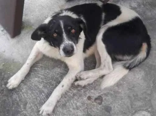 Cachorro ra a SRD idade 2 anos nome sem nome