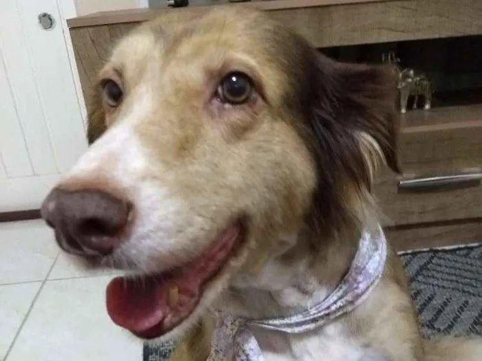 Cachorro ra a SRD idade 4 anos nome Angel