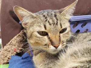 Gato raça Srd idade 1 ano nome MAIRA