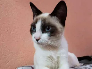 Gato raça Sem raça idade 2 a 6 meses nome Linda