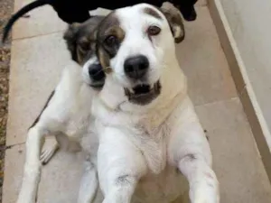 Cachorro raça Srd idade 4 anos nome Logan