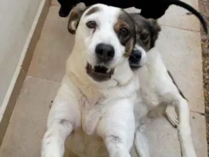 Cachorro raça Srd idade 6 ou mais anos nome Niquita