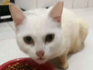 Gato raça SRD idade 7 a 11 meses nome Branca