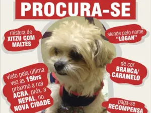 Cachorro raça Shih tzu e maltês/ mistura idade 4 anos nome LOGAN