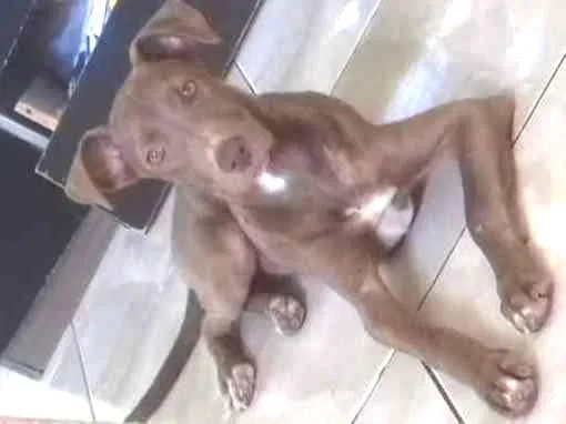 Cachorro ra a Mestiça  idade 7 a 11 meses nome Melissa 