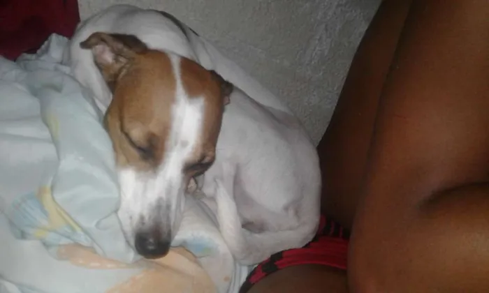 Cachorro ra a Vira - Lata idade 2 anos nome Catarina