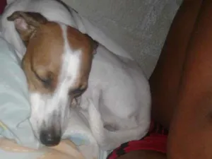 Cachorro raça Vira - Lata idade 2 anos nome Catarina