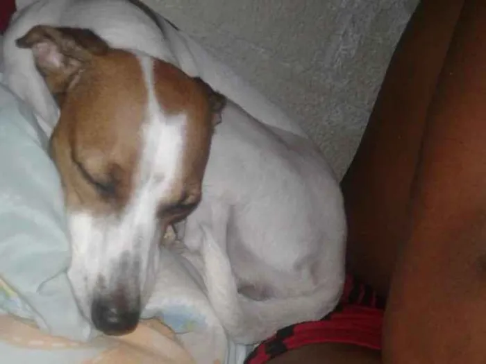 Cachorro ra a Vira - Lata idade 2 anos nome Catarina