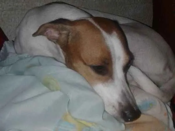 Cachorro ra a Vira - Lata idade 2 anos nome Catarina