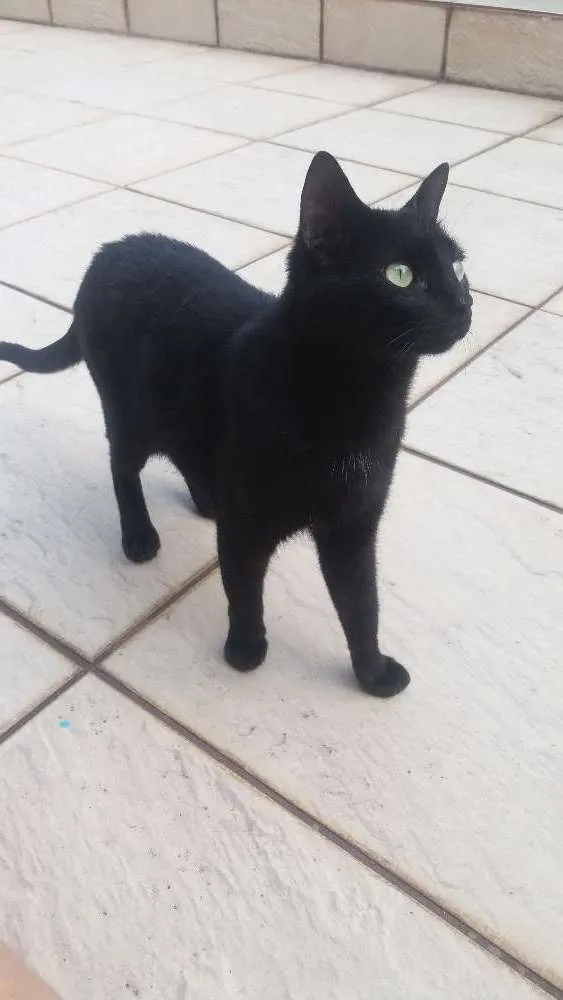 Gato ra a Sem raça definida idade 2 a 6 meses nome Jorge Tadeu
