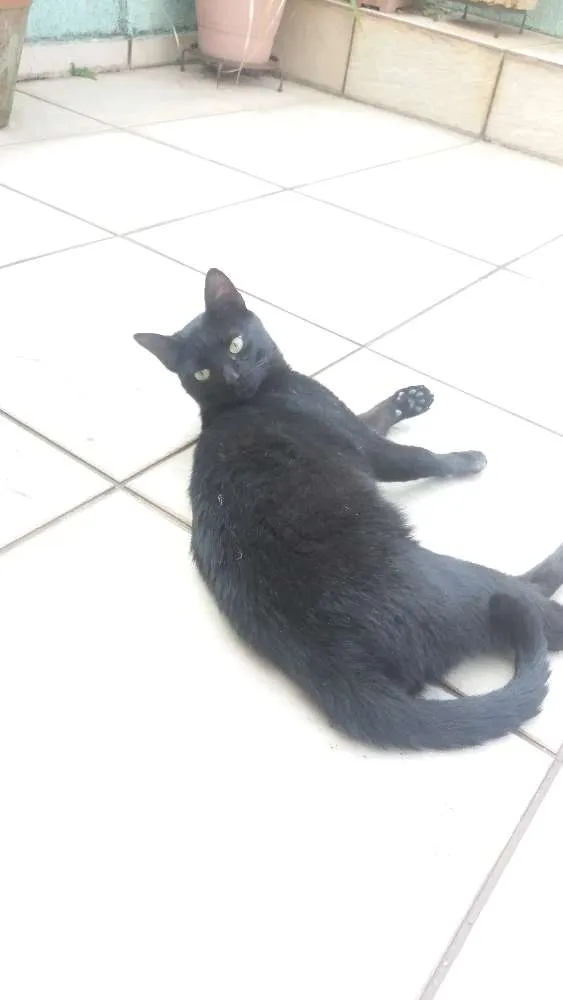 Gato ra a Sem raça definida idade 2 a 6 meses nome Jorge Tadeu