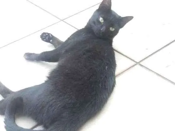 Gato ra a Sem raça definida idade 2 a 6 meses nome Jorge Tadeu