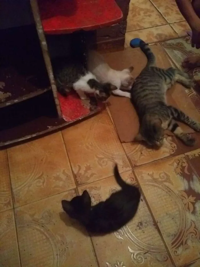 Gato raça Vira lata idade 2 a 6 meses nome Nao tem nome ainda