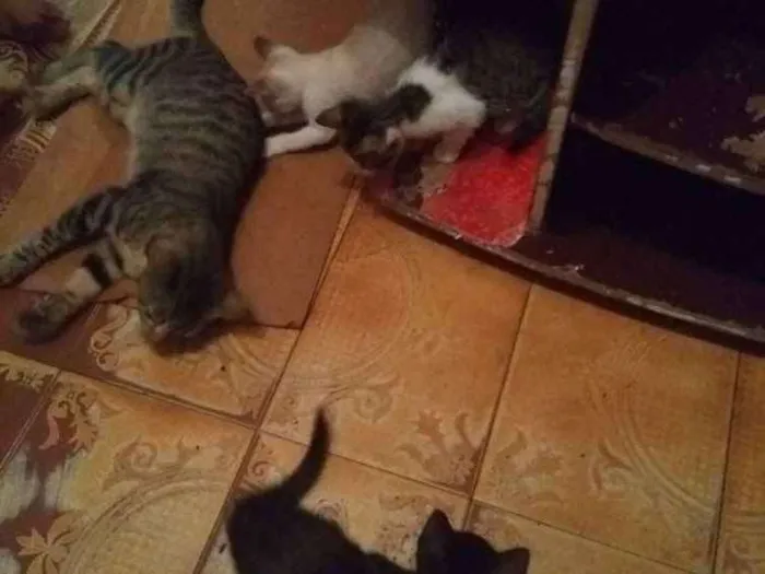 Gato raça Vira lata idade 2 a 6 meses nome Nao tem nome ainda