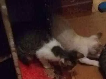 Gato raça Vira lata idade 2 a 6 meses nome Nao tem nome ainda