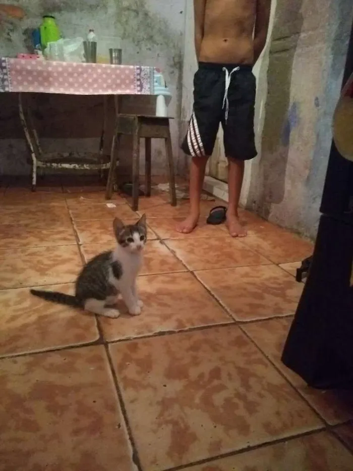 Gato raça Vira lata idade 2 a 6 meses nome Nao tem nome ainda