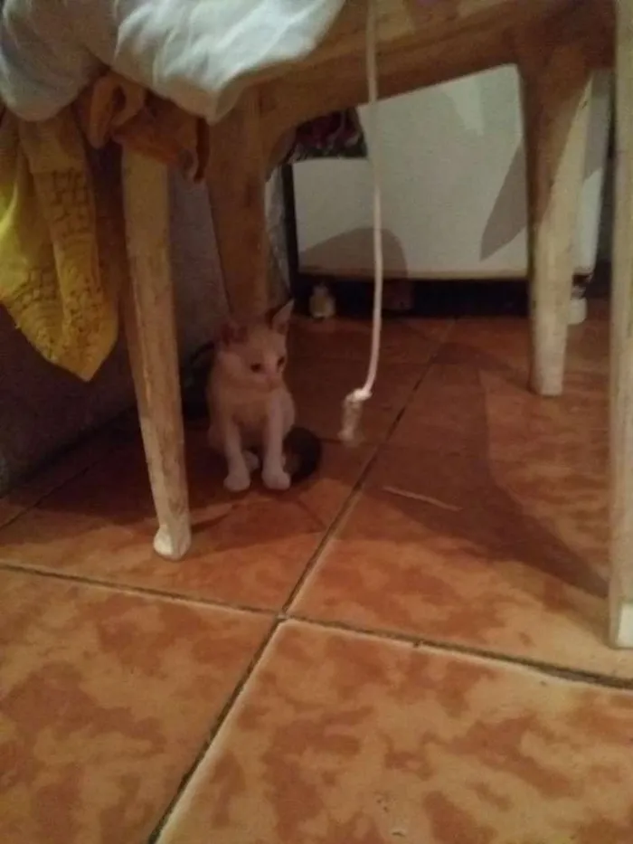 Gato raça Vira lata idade 2 a 6 meses nome Nao tem nome ainda