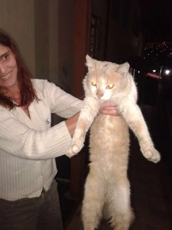 Gato raça  idade  nome Jack e Bela