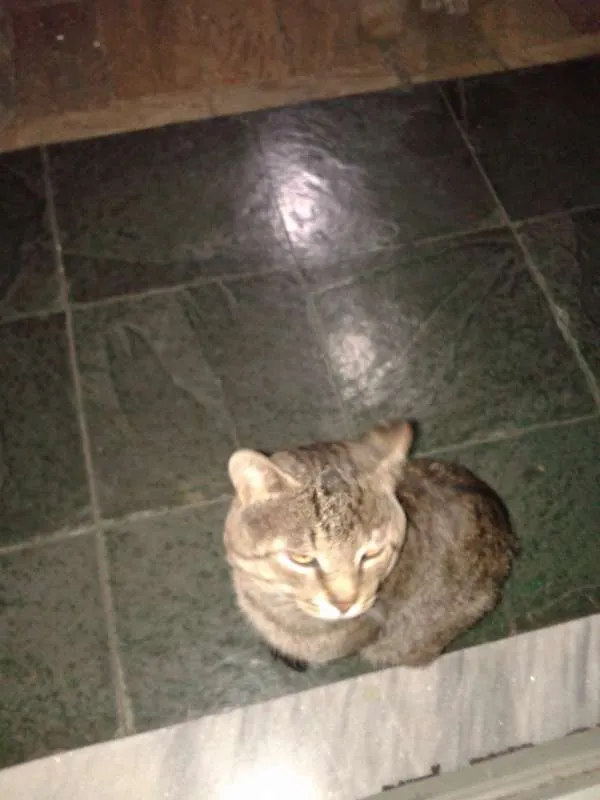 Gato raça  idade  nome Jack e Bela