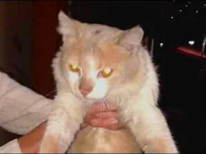 Gato raça  idade  nome Jack e Bela