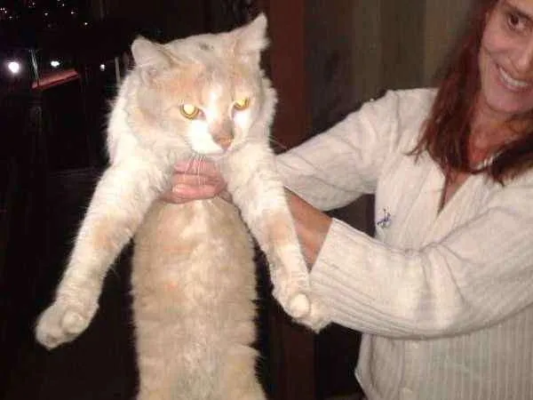 Gato raça  idade  nome Jack e Bela