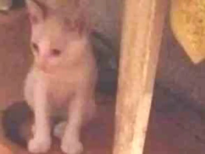 Gato raça Vira lata idade 2 a 6 meses nome Nao tem nome ainda