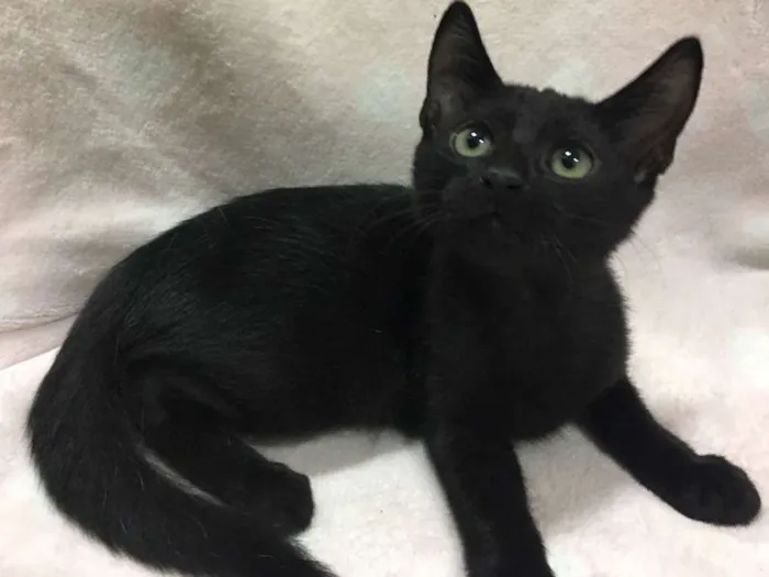 Gato ra a SRD idade 2 a 6 meses nome GÊNIO