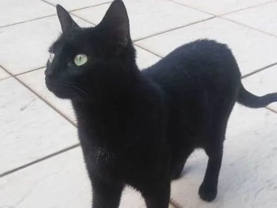 Gato ra a Sem raça definida idade 2 a 6 meses nome Jorge Tadeu