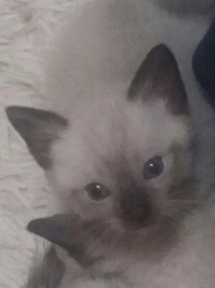 Gato ra a Siames idade 2 a 6 meses nome Gato