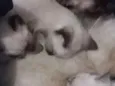 Gato