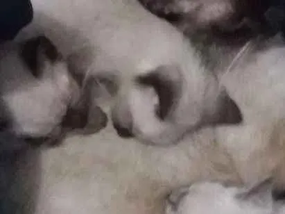 Gato ra a Siames idade 2 a 6 meses nome Gato