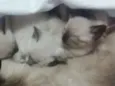 Gato