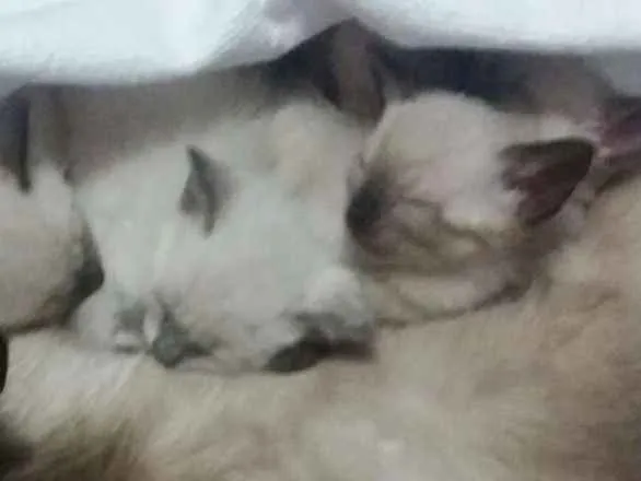 Gato ra a Siames idade 2 a 6 meses nome Gato