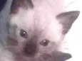 Gato