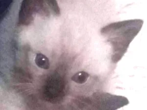 Gato raça Siames idade 2 a 6 meses nome Gato