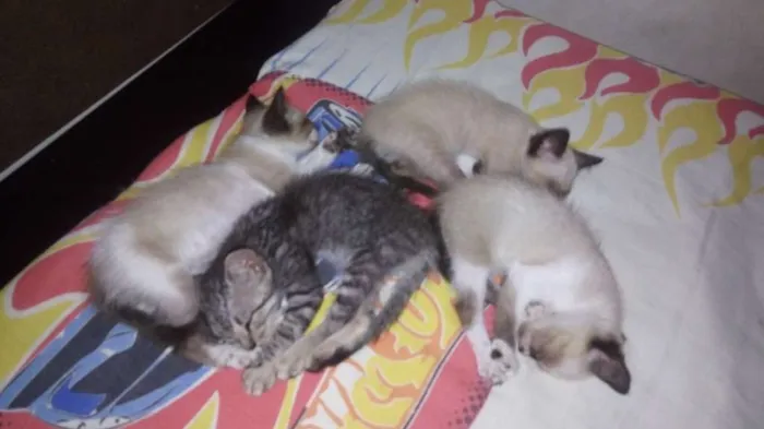 Gato raça Siamês idade 1 ano nome Nina e os filhotes