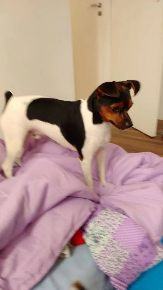 Cachorro ra a Fox paulistinha idade 7 a 11 meses nome Marshall