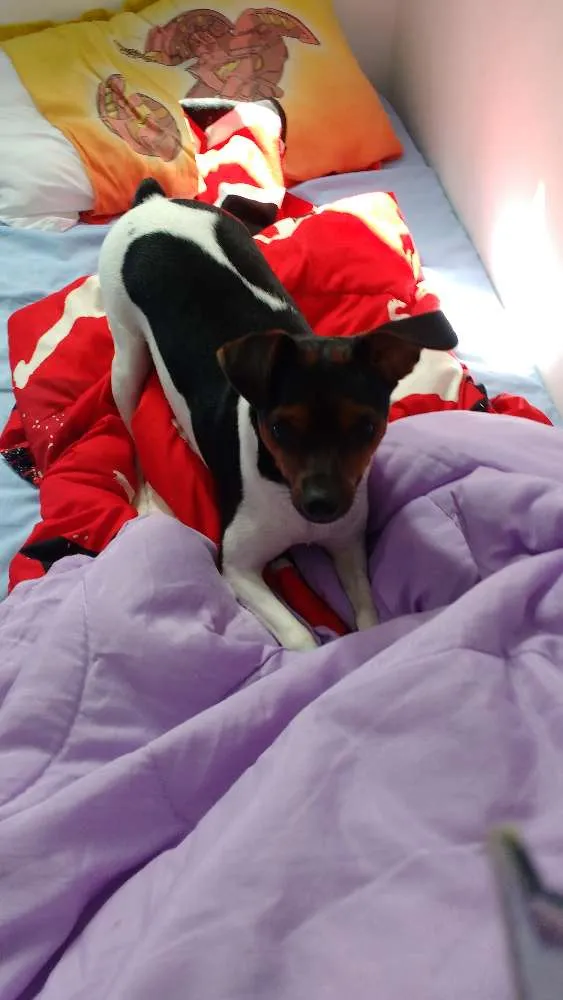 Cachorro ra a Fox paulistinha idade 7 a 11 meses nome Marshall