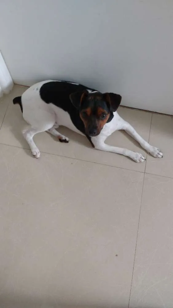 Cachorro ra a Fox paulistinha idade 7 a 11 meses nome Marshall